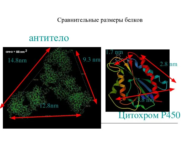 Сравнительные размеры белков 14.8nm 12.8nm 9.3 nm 1.7 nm 3.8 nm 2.8 nm антитело Цитохром P450