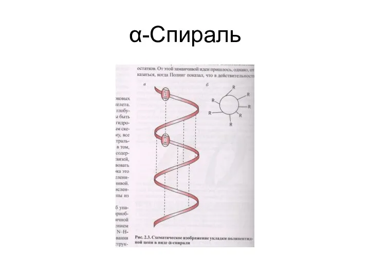 α-Спираль