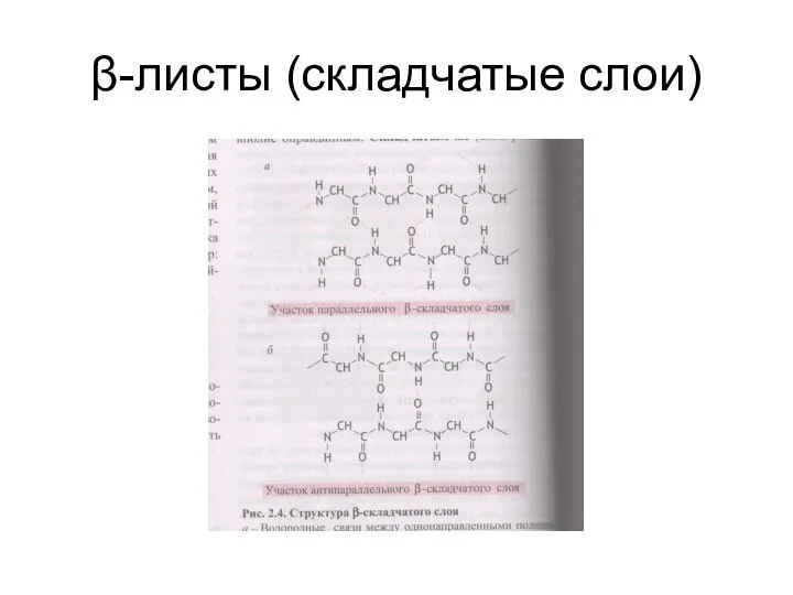 β-листы (складчатые слои)