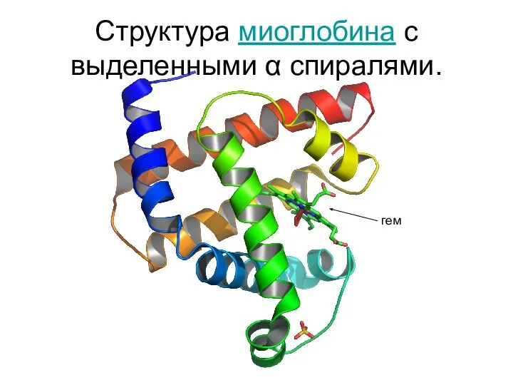 Структура миоглобина с выделенными α спиралями. гем