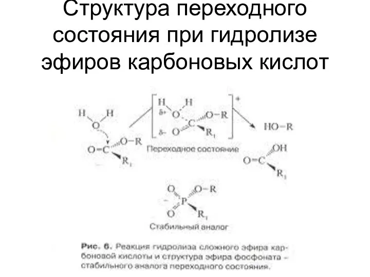 Структура переходного состояния при гидролизе эфиров карбоновых кислот