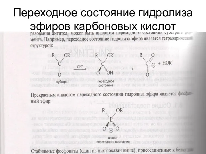 Переходное состояние гидролиза эфиров карбоновых кислот