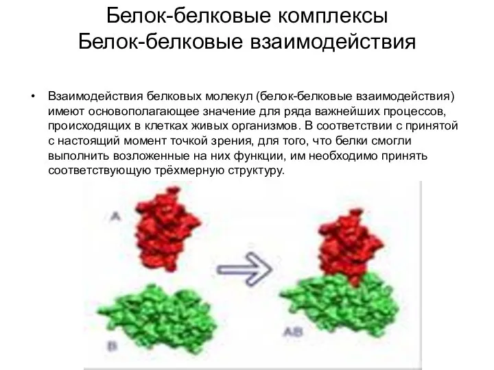 Белок-белковые комплексы Белок-белковые взаимодействия Взаимодействия белковых молекул (белок-белковые взаимодействия) имеют основополагающее