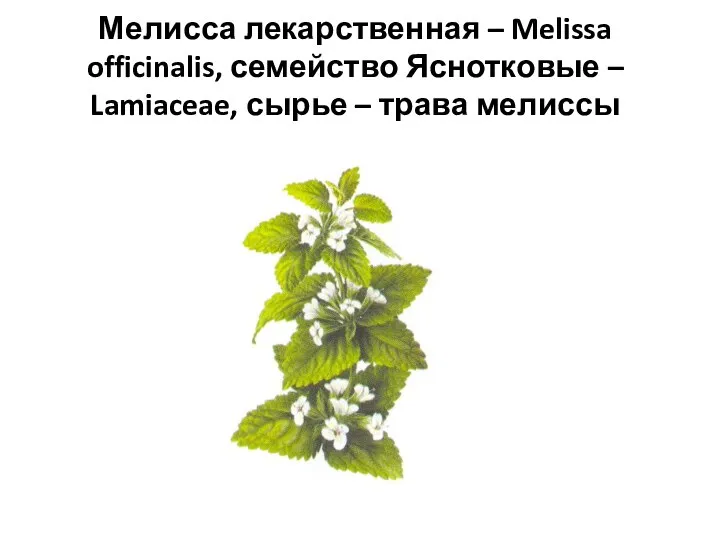 Мелисса лекарственная – Melissa officinalis, семейство Яснотковые – Lamiaceae, сырье – трава мелиссы