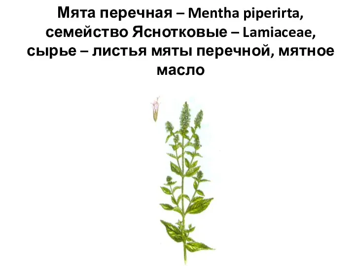 Мята перечная – Mentha piperirta, семейство Яснотковые – Lamiaceae, сырье – листья мяты перечной, мятное масло