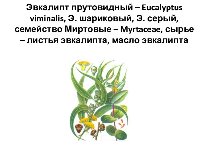 Эвкалипт прутовидный – Eucalyptus viminalis, Э. шариковый, Э. серый, семейство Миртовые