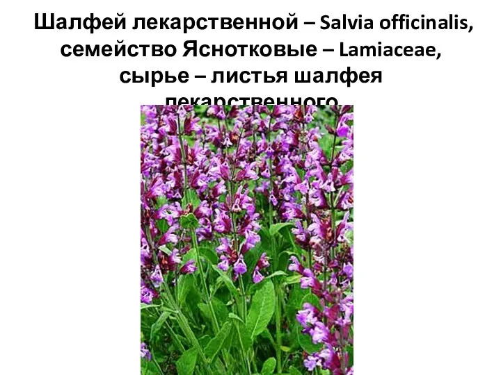 Шалфей лекарственной – Salvia officinalis, семейство Яснотковые – Lamiaceae, сырье – листья шалфея лекарственного