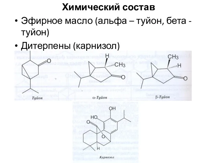 Химический состав Эфирное масло (альфа – туйон, бета - туйон) Дитерпены (карнизол)