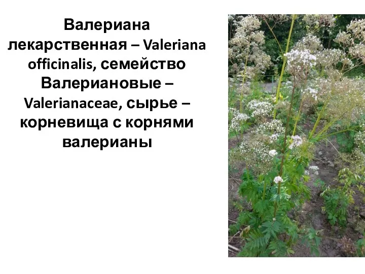 Валериана лекарственная – Valeriana officinalis, семейство Валериановые – Valerianaceae, сырье – корневища с корнями валерианы