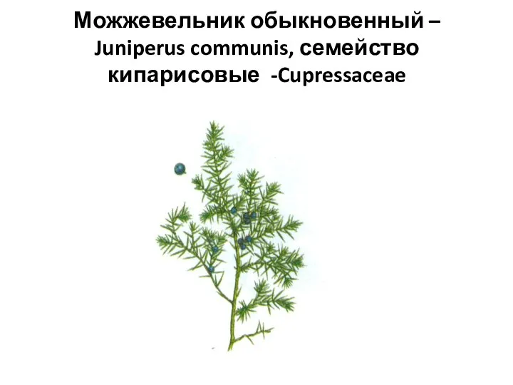 Можжевельник обыкновенный – Juniperus communis, семейство кипарисовые -Cupressaceae