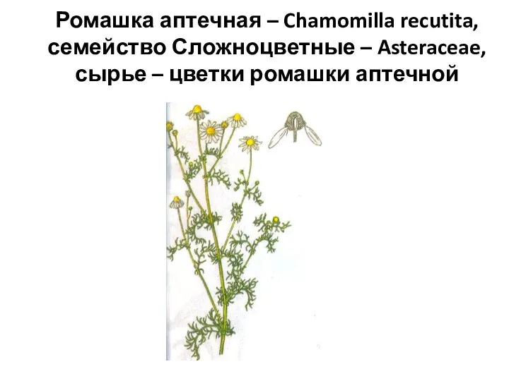 Ромашка аптечная – Chamomilla recutita, семейство Сложноцветные – Asteraceae, сырье – цветки ромашки аптечной