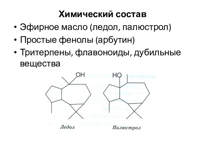 Химический состав Эфирное масло (ледол, палюстрол) Простые фенолы (арбутин) Тритерпены, флавоноиды, дубильные вещества