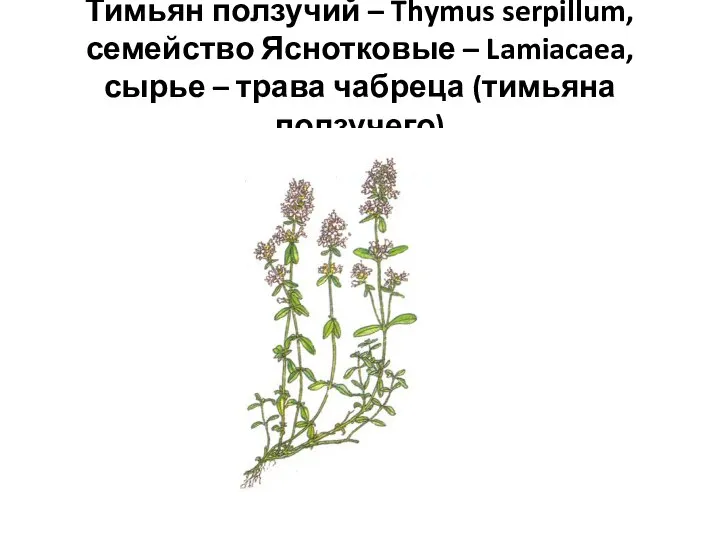 Тимьян ползучий – Thymus serpillum, семейство Яснотковые – Lamiacaea, сырье – трава чабреца (тимьяна ползучего)