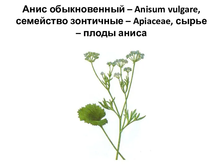 Анис обыкновенный – Anisum vulgare, семейство зонтичные – Apiaceae, сырье – плоды аниса