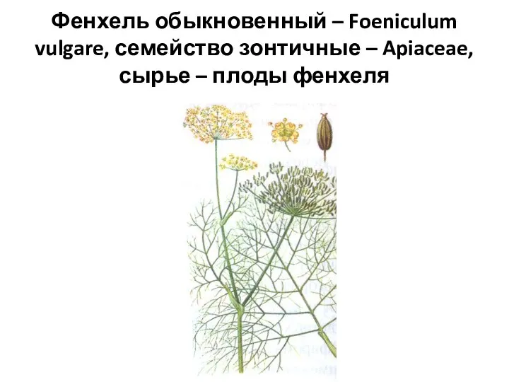 Фенхель обыкновенный – Foeniculum vulgare, семейство зонтичные – Apiaceae, сырье – плоды фенхеля