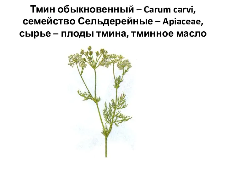 Тмин обыкновенный – Carum carvi, семейство Сельдерейные – Apiaceae, сырье – плоды тмина, тминное масло