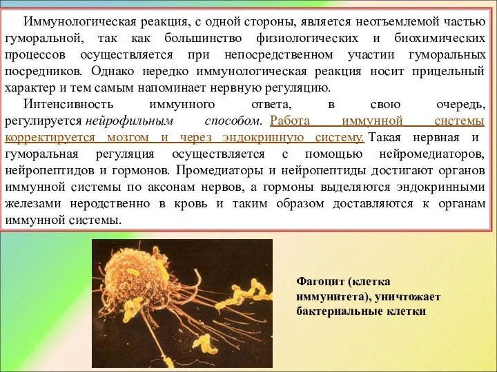 Иммунологическая реакция, с одной стороны, является неотъемлемой частью гуморальной, так как