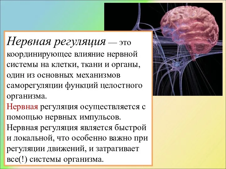 Нервная регуляция — это координирующее влияние нервной системы на клетки, ткани