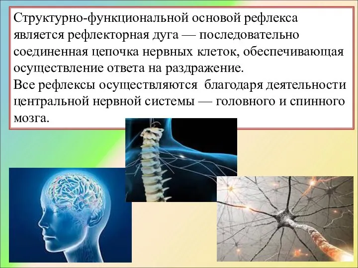 Структурно-функциональной основой рефлекса является рефлекторная дуга — последовательно соединенная цепочка нервных