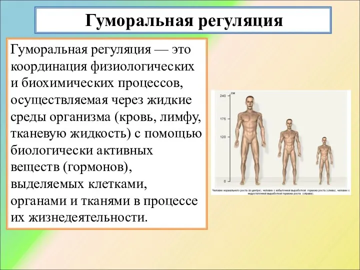 Гуморальная регуляция Гуморальная регуляция — это координация физиологических и биохимических процессов,