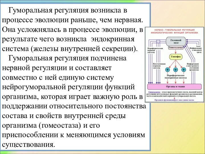 Гуморальная регуляция возникла в процессе эволюции раньше, чем нервная. Она усложнялась