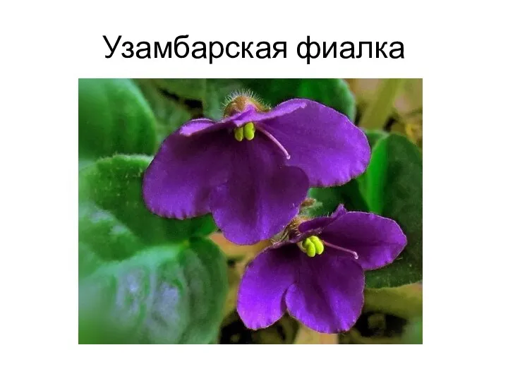 Узамбарская фиалка