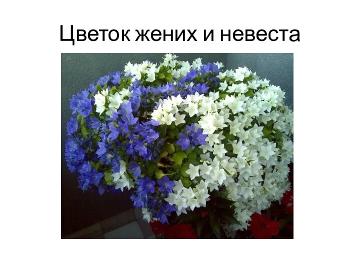 Цветок жених и невеста