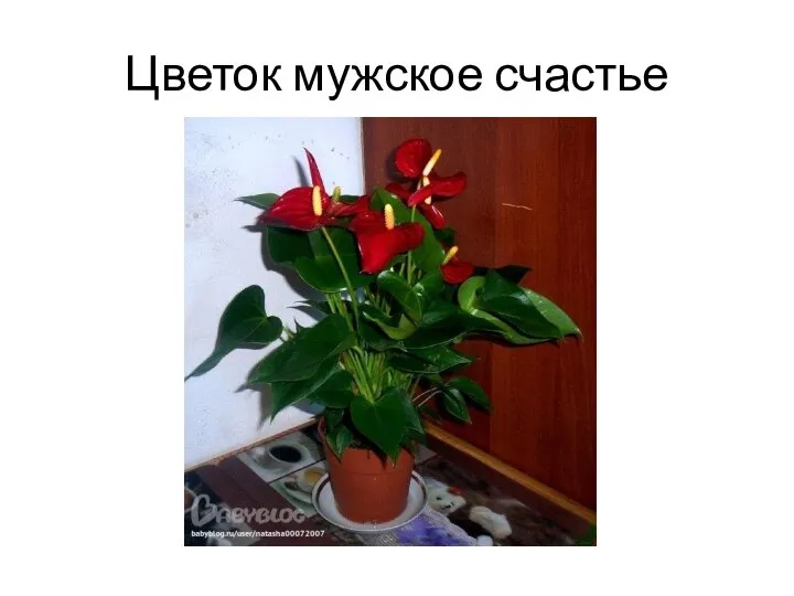 Цветок мужское счастье