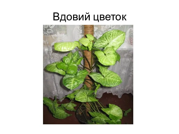 Вдовий цветок