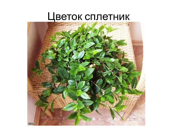 Цветок сплетник