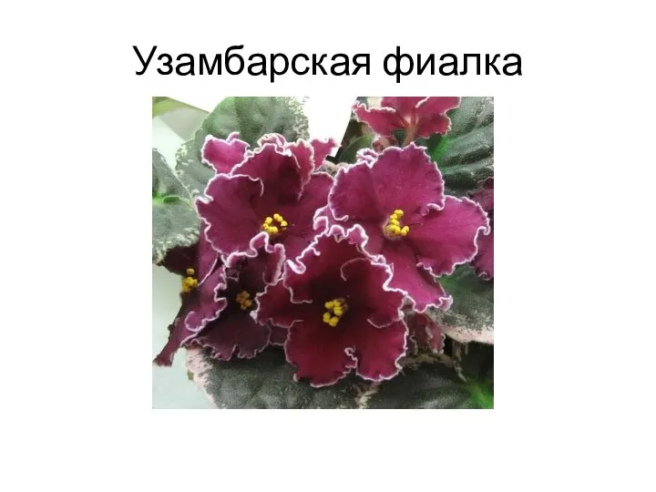 Узамбарская фиалка