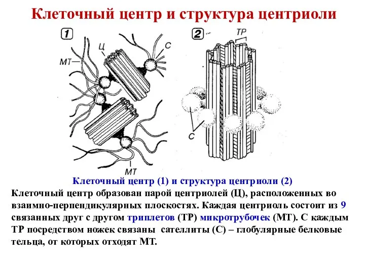 Клеточный центр и структура центриоли Клеточный центр (1) и структура центриоли