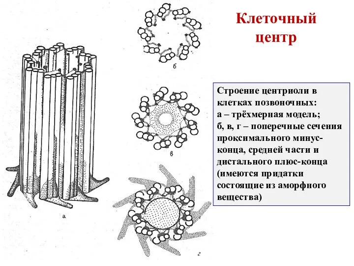 Строение центриоли в клетках позвоночных: а – трёхмерная модель; б, в,