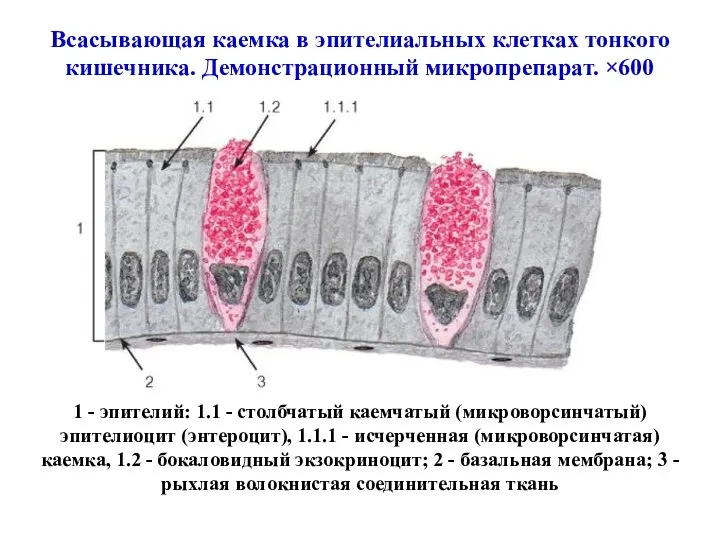 Всасывающая каемка в эпителиальных клетках тонкого кишечника. Демонстрационный микропрепарат. ×600 1