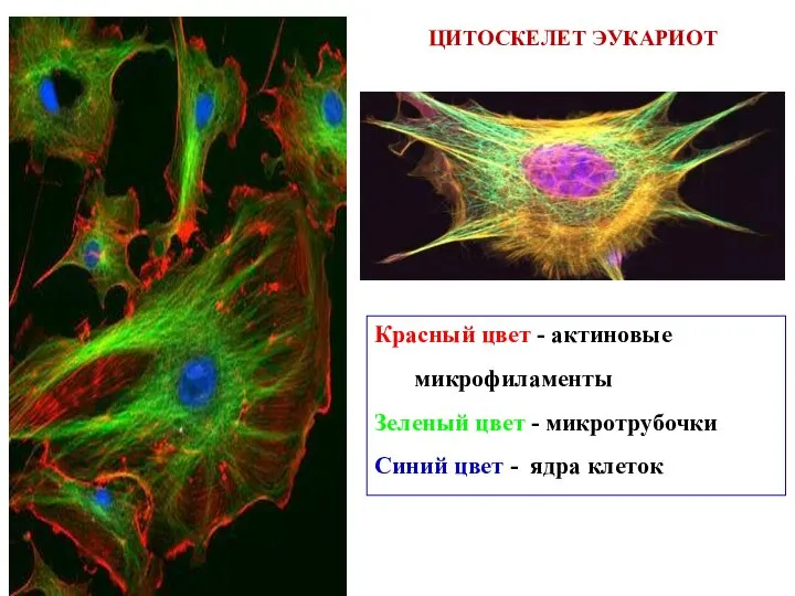 Красный цвет - актиновые микрофиламенты Зеленый цвет - микротрубочки Синий цвет - ядра клеток ЦИТОСКЕЛЕТ ЭУКАРИОТ