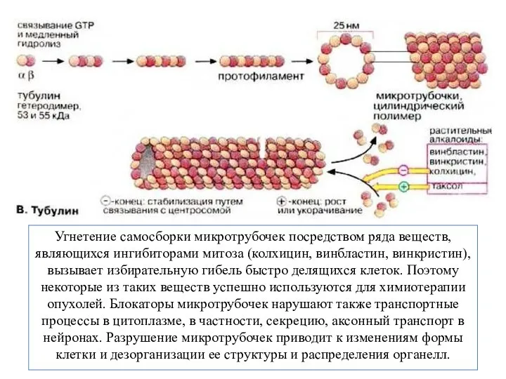 Угнетение самосборки микротрубочек посредством ряда веществ, являющихся ингибиторами митоза (колхицин, винбластин,
