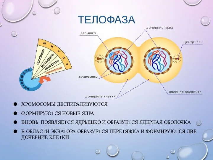 ТЕЛОФАЗА ХРОМОСОМЫ ДЕСПИРАЛИЗУЮТСЯ ФОРМИРУЮТСЯ НОВЫЕ ЯДРА ВНОВЬ ПОЯВЛЯЕТСЯ ЯДРЫШКО И ОБРАЗУЕТСЯ