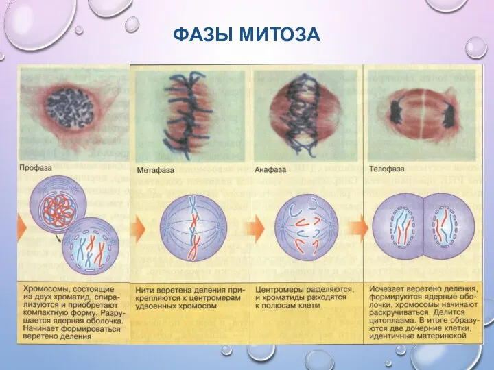 ФАЗЫ МИТОЗА