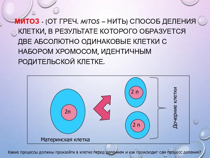 МИТОЗ - (ОТ ГРЕЧ. MITOS – НИТЬ) СПОСОБ ДЕЛЕНИЯ КЛЕТКИ, В