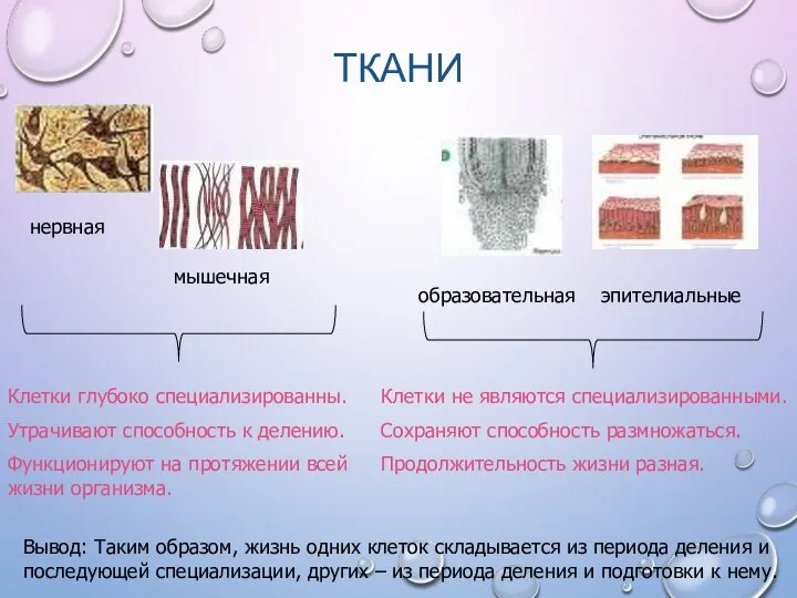 ТКАНИ нервная мышечная образовательная эпителиальные Клетки глубоко специализированны. Утрачивают способность к