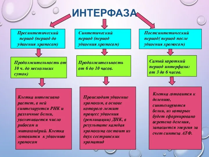 ИНТЕРФАЗА Пресинтетический период (период до удвоения хромосом) Синтетический период (период удвоения