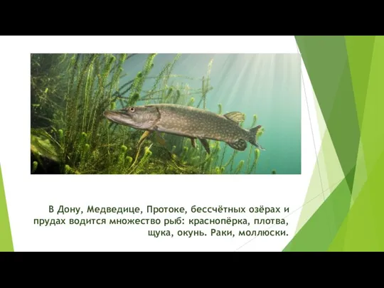 В Дону, Медведице, Протоке, бессчётных озёрах и прудах водится множество рыб: