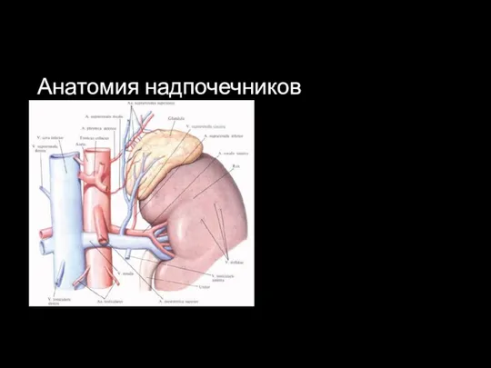 Анатомия надпочечников