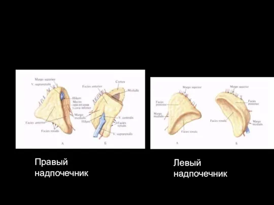 Правый надпочечник Левый надпочечник