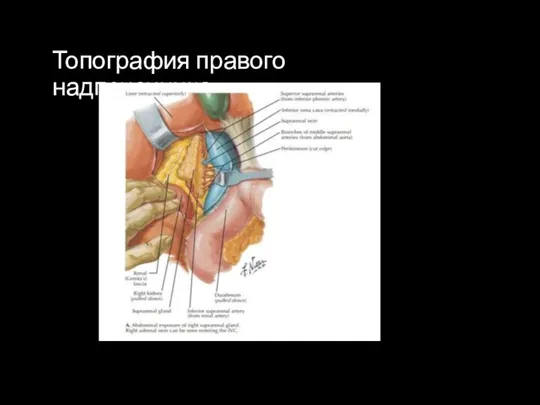 Топография правого надпочечника