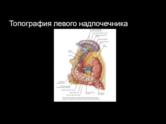 Топография левого надпочечника