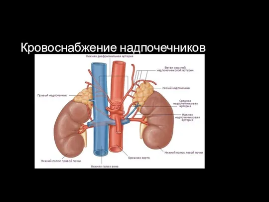 Кровоснабжение надпочечников