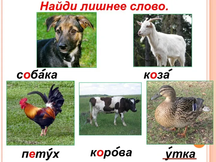 утка петух собака корова коза Найди лишнее слово.