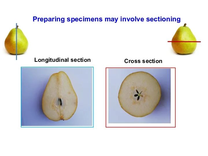 Preparing specimens may involve sectioning Longitudinal section Cross section