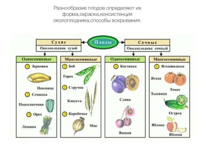 Разнообразие плодов определяют их форма,окраска,консистенция околоплодника,способы вскрывания.